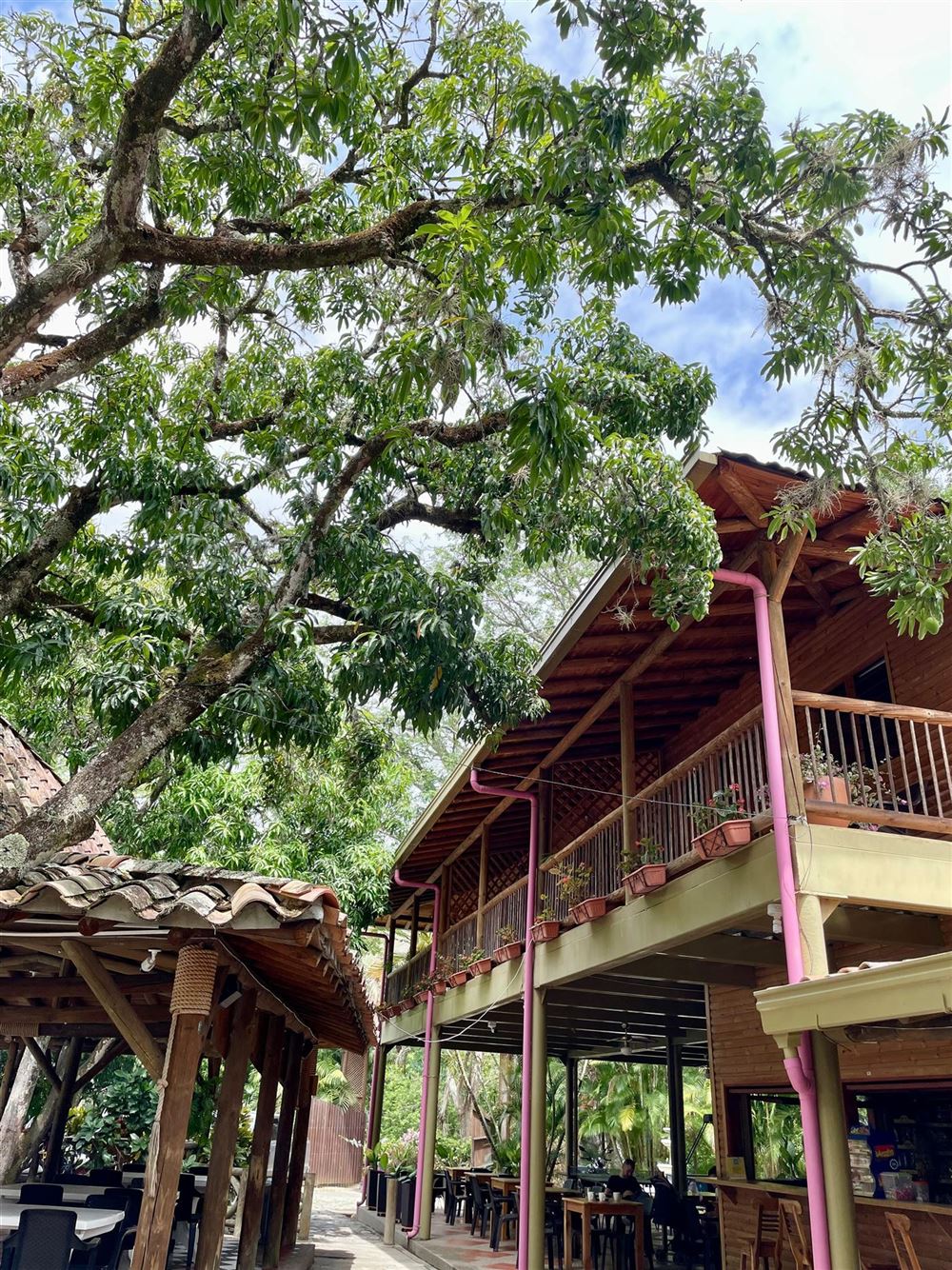Edificio de madera del bar y restaurante bajo un gran árbol de mango