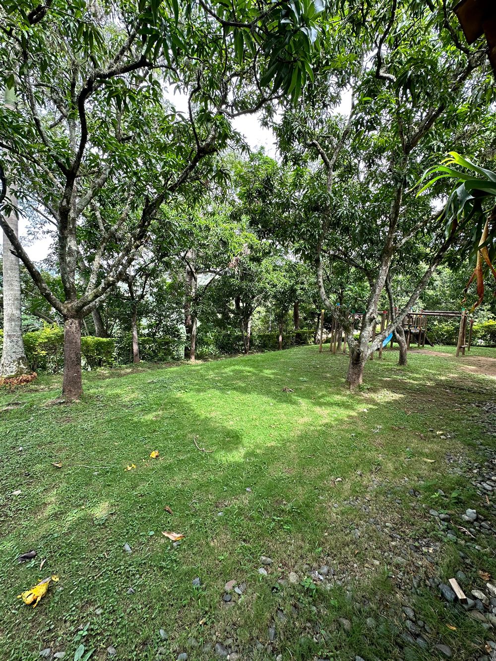 Prado verde bajo árboles frondosos, con un columpio al fondo